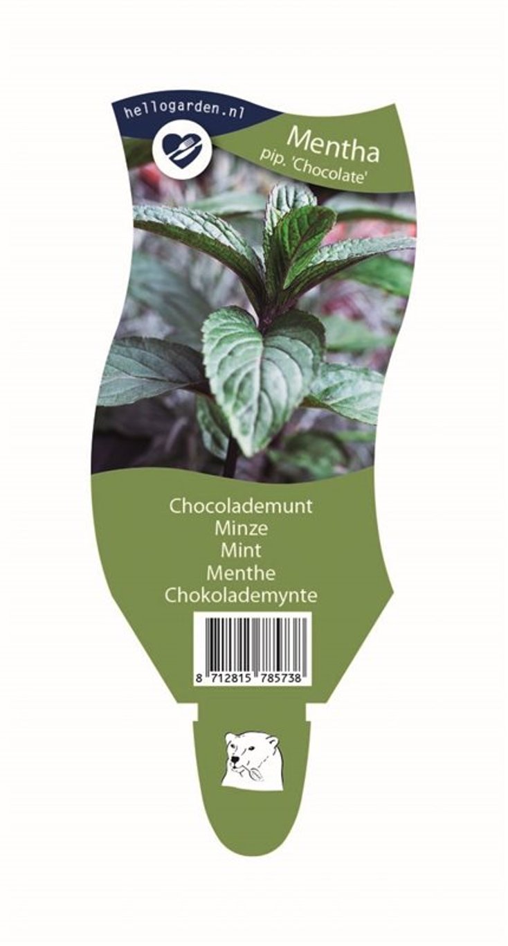 Mentha piperita 'Chocolate' - P11